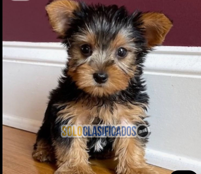 Solo Clasificados - Regalo Cachorros Yorkshire Terrier Mini Toy - imagen: 1