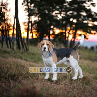 Beagle Harrier / Beagle Harrier Disponible... 