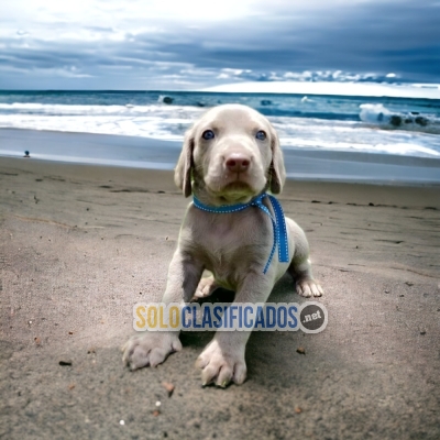 DISPONIBLES HERMOSOS WEIMARANER / WEIMARANER AVAILABLE... 