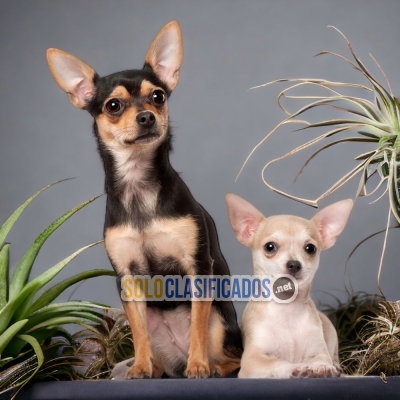 PRECIOSO CHIHUAHUA CABEZA DE MANZANA  DISPONIBLE AQUI COMPRALO AH... 