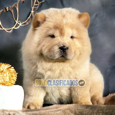 SALE OF BEUTIFUL PUPPIES OF  CHOW CHOW... 