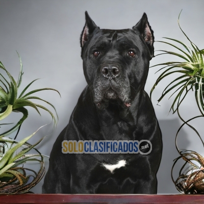 CANE CORSO DISPONIBLE EN NORTH CAROLINA... 