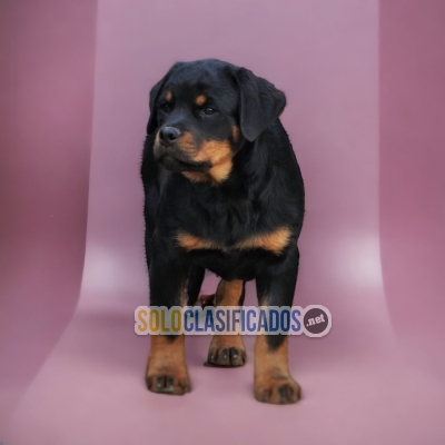 BELLO CACHORRO ROTTWEILER... 