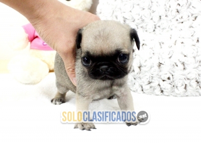 Perro pug cachorros disponibles para la venta Text / call :(330) ... 