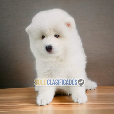 Samoyedo Charming Puppies... 