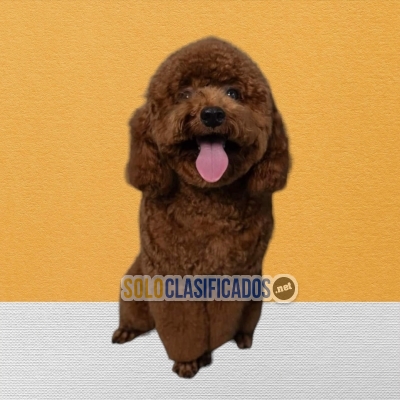 Cute Chocolate French Poodle puppies for sale... 