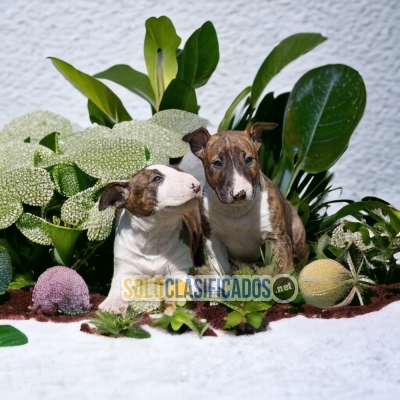 Adorables BULL TERRIER en oferta!... 