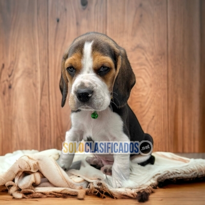 Charming Puppie Beagle Pocket Americano... 