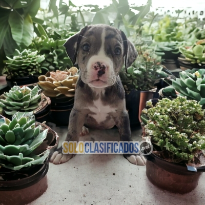 SALE  OF  AMERICAN BULLY... 