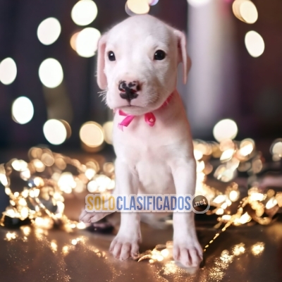 Lindo DOGO ARGENTINO... 