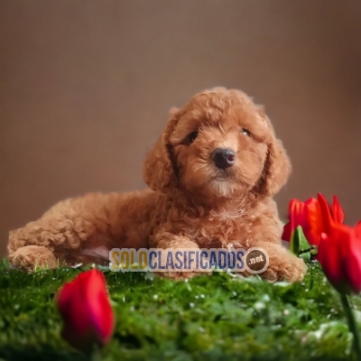 Hermosos cachorros: FRENCH POODLE APRICOT... 