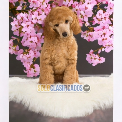 ADORABLE CACHORRO FRENCH POODLE APRICOT... 