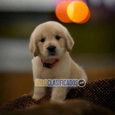 BEAUTIFUL GOLDEN RETRIEVER PETS AVAILABLE NOW... 