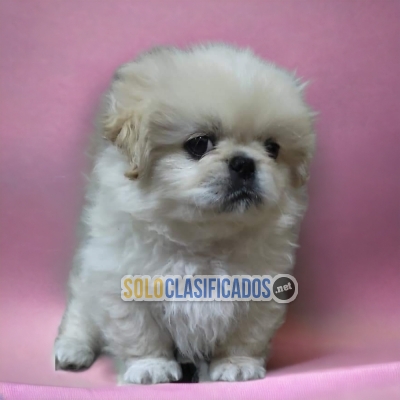 CUTE PEQUINES  PUPPY FOR SALE... 