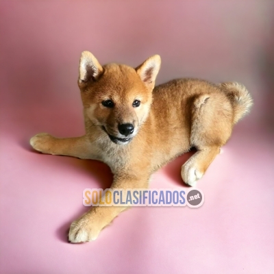 Akita Inu Japones Charming and Pretty Puppies Just for you... 