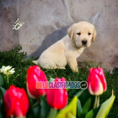 VENTAS DE HERMOSOS CACHORROS DE LABRADOR RETRIEVIER... 