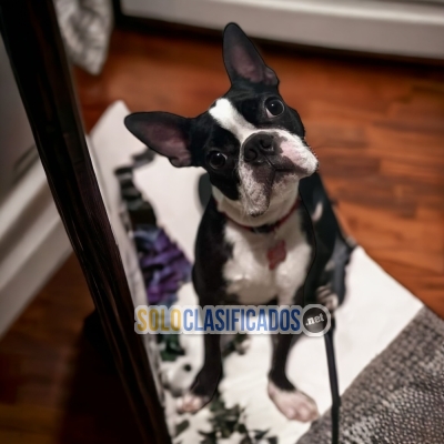 CUTE BOSTON TERRIER... 