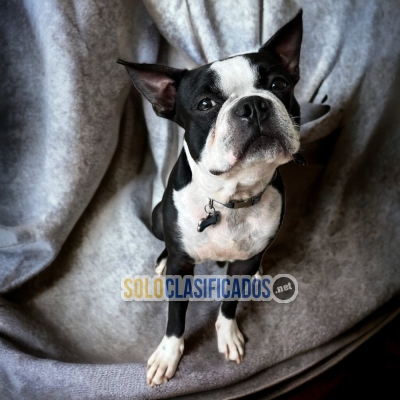 BONITO BOSTON TERRIER... 