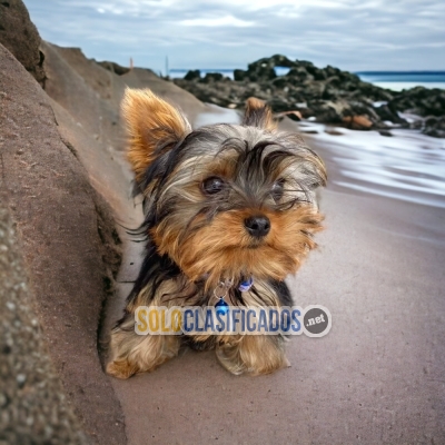 Yorkshire Terrier beautiful puppies... 