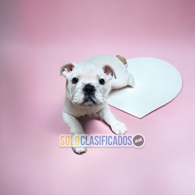 Beautiful puppies available BULDOG INGLES NORMAL DR... 