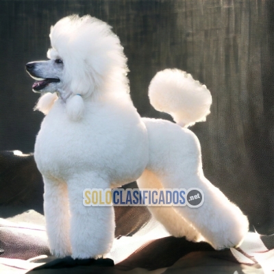 CUTE FRENCH POODLE NORMAL PETS AVAILABLE NOW... 