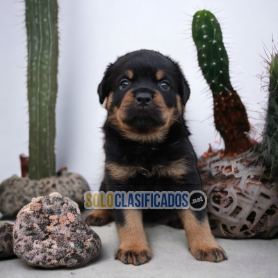 ROTTWEILER      welcome to the family´´´´... 