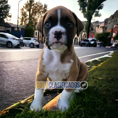 Cute BOXER for family... 
