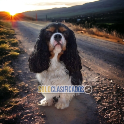 Cavalier King / Cavalier King Disponible here... 