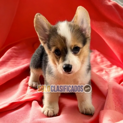 Adorable CORGI DE PEMBROKE para tu hogar... 