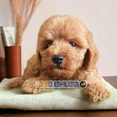 FRENCH POODLE APRICOT           IT WILL BE YOUR COMPANION AND BES... 