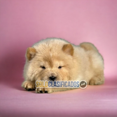 Hermosos cachorros: CHOW CHOW... 