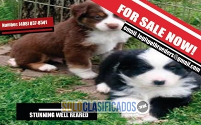 Stunning well reared puppies for sale now!!!... 