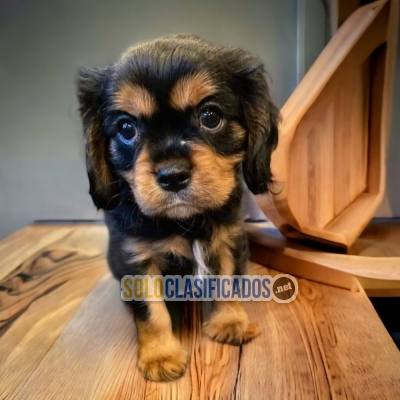Beautiful puppies of  CAVALIER KING dogs... 