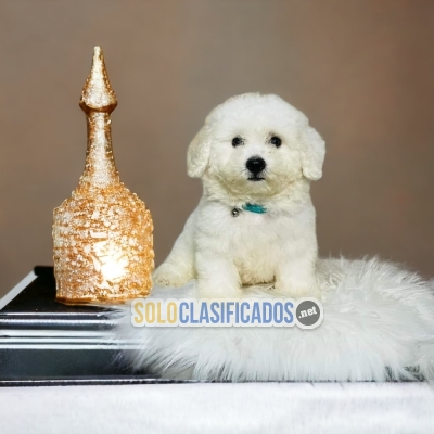 Lindo cachorro  bichon  frise  para su hogar... 