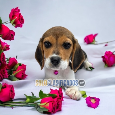 Bellos BEAGLE HARRIER  para tu hogar... 