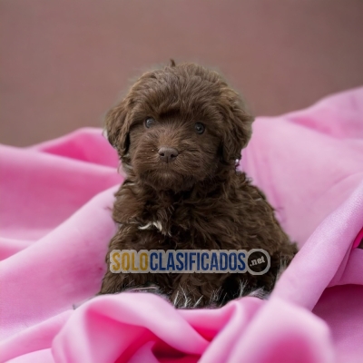 Cute and lovely French Poodle  puppy... 