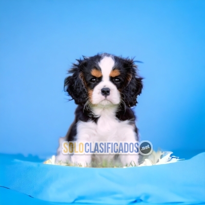 Calvalier King Charles Spaniel Wonderful Puppies... 