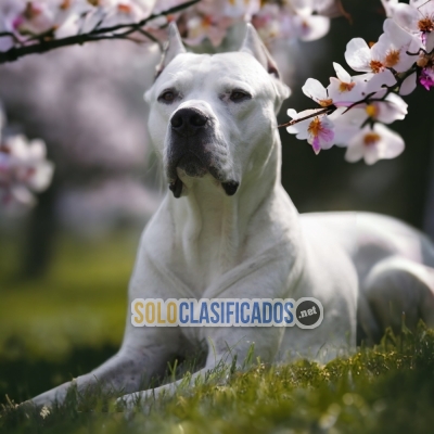 DOGO ARGENTINO  A FURRY FOR YOUR HOME... 