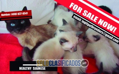 HEALTHY  SIAMESE KITTENS READY NOW... 