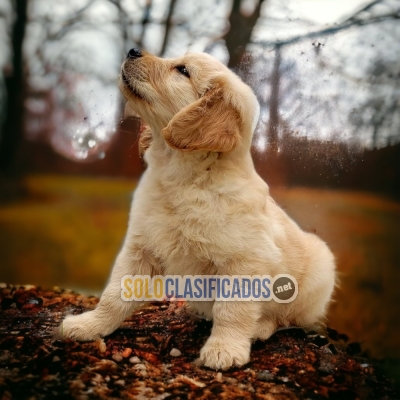 Adorable GOLDEN RETRIVIER para tu hogar... 