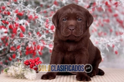 LABRADOR RETRIERVER CHOCOLATE LOVE PUPPY... 