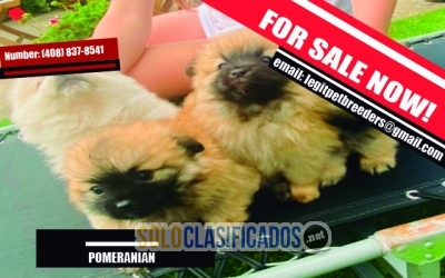 POMERANIAN  PUPPIES  FOR SALE NOW... 