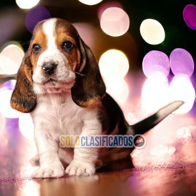 BASSET HOUND          IT WILL BE YOUR COMPANION AND BEST COMPANY ... 