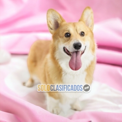 PEMBROKE CORGI DOGS AVAILABLE... 