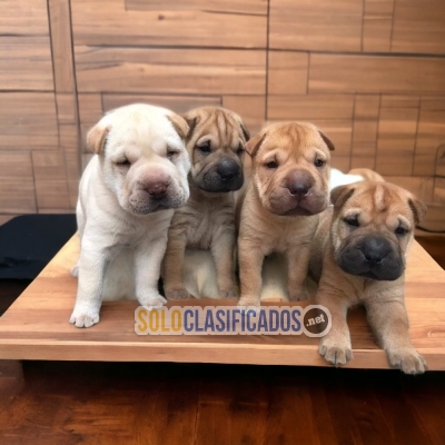 Shar Pei Hermosos Cachorros... 