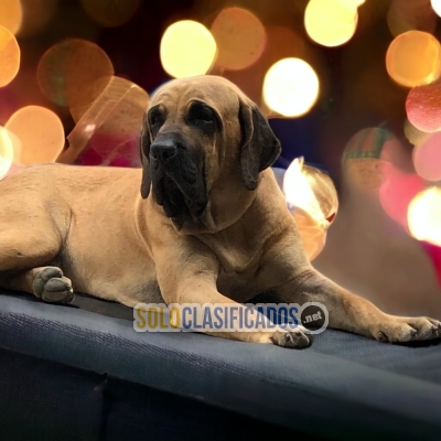 Fila Brasileño Great Puppies... 