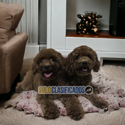 Lindos cachorros raza French Poodle Chocolate... 