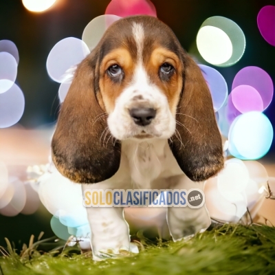 PERROS BASSET HOUND DISPONIBLE... 