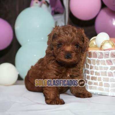 French poodle red hermosos cachorros... 