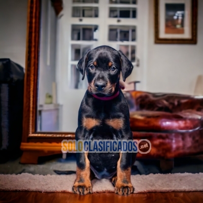 Elegante y hermoso cachorro D   oberman... 